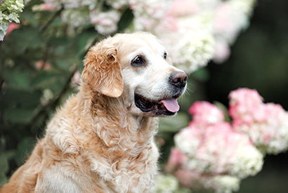【優雅長照全指南】狗狗幾歲算老？教你應對高齡犬關節退化與失智症